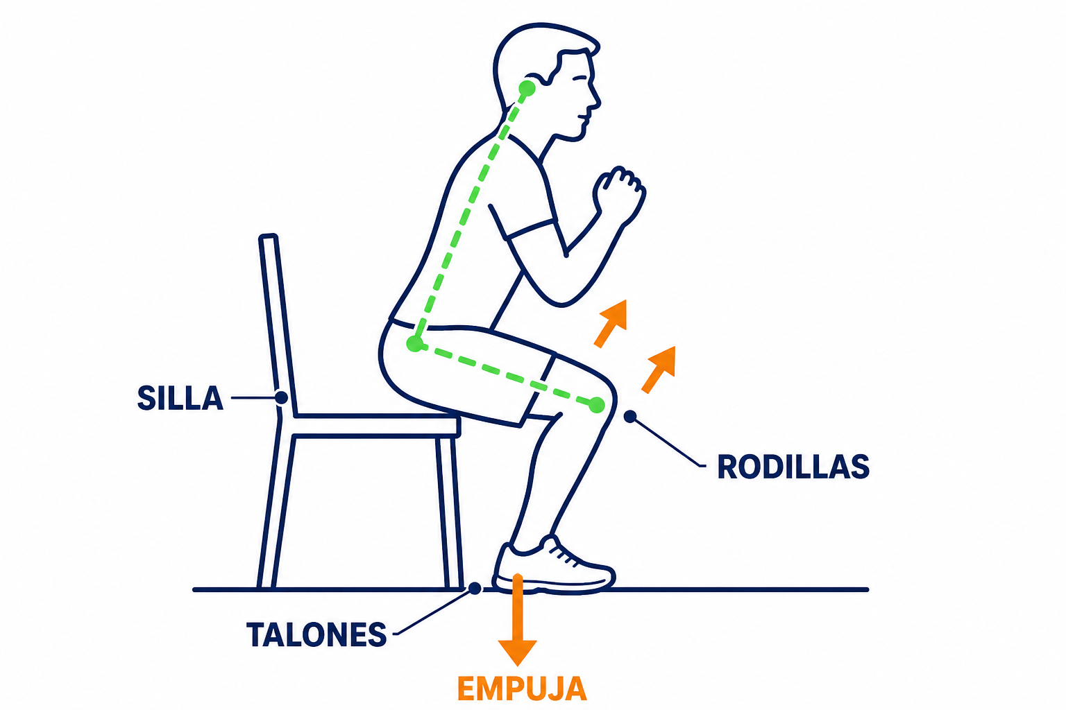 Sentadilla a la silla: flecha EMPUJA en los talones, te sientas y te levantas